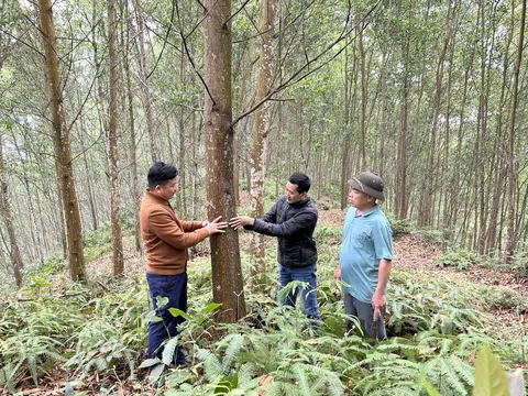 Xuất khẩu gỗ của Việt Nam bắt nhịp xu hướng xanh từ nỗ lực nâng chất vùng nguyên liệu