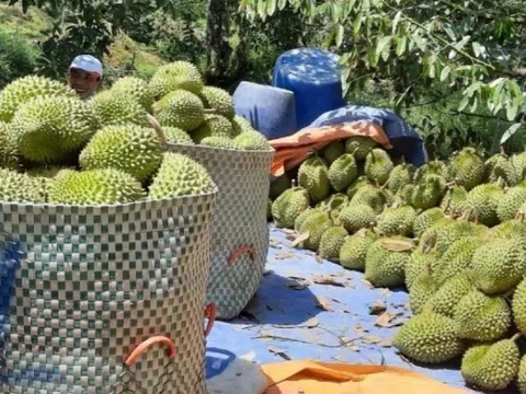 Giá sầu riêng đang tăng trở lại, các địa phương đẩy mạnh quản lý chất lượng