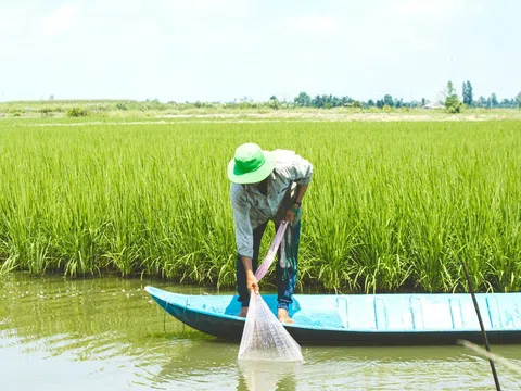 Vựa lúa Đồng bằng sông Cửu Long chủ động giữ nước ngọt phục vụ sản xuất tránh hiện tượng cạn kiệt cục bộ