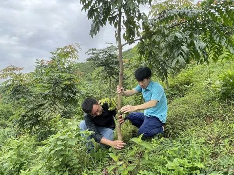 Ngành lâm nghiệp tìm động lực vượt 'vùng an toàn' hướng tới bứt phá tăng trưởng hai con số