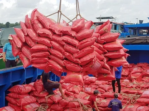 Ngăn chặn cạnh tranh không lành mạnh và tìm giải pháp phát triển bền vững ngành lúa gạo trong tương lai