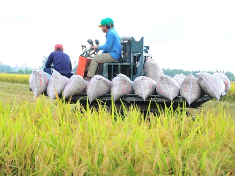 Ngành lúa gạo Việt Nam vững tin trước áp lực từ thị trường toàn cầu nhờ lộ trình chuyển đổi bền vững