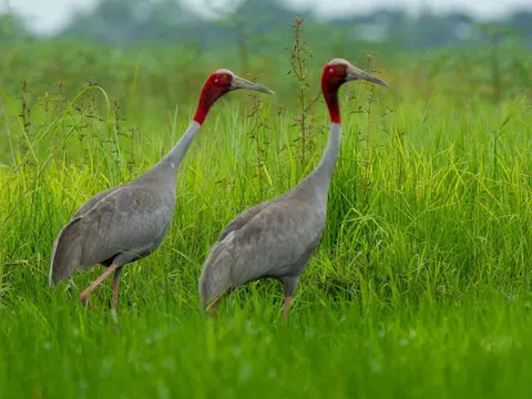 Trồng lúa gọi sếu về - mô hình nông nghiệp sinh thái độc đáo ở Đồng Tháp