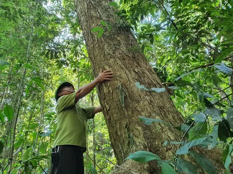 Rừng gỗ lớn mở tư duy phát triển lâm nghiệp bền vững nâng tầm giá trị lâm sản