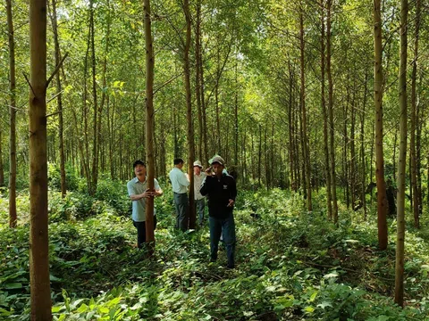 Trồng keo cần giải pháp cân bằng giữa lợi ích kinh tế và bảo vệ hệ sinh thái rừng bản địa