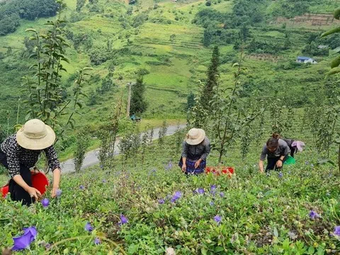 Lào Cai phát triển vùng dược liệu gắn với du lịch và thu hút doanh nghiệp đầu tư bền vững