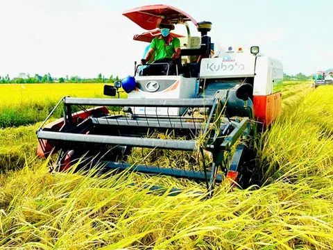 Khẳng định vị trí hạt gạo Việt Nam trong kỷ nguyên mới cần tích hợp công nghệ và thúc đẩy tăng trưởng xanh