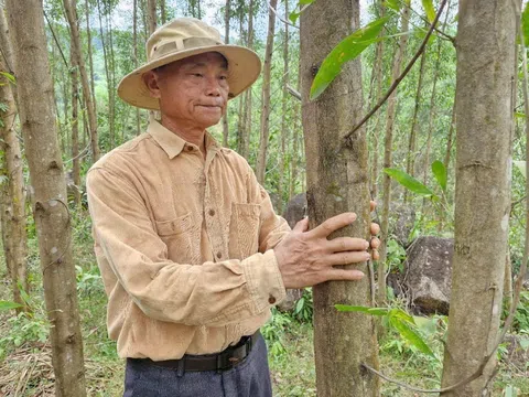 Khuyến khích trồng rừng gỗ lớn, mở lối tư duy làm giàu bền vững giữa màu xanh đại ngàn