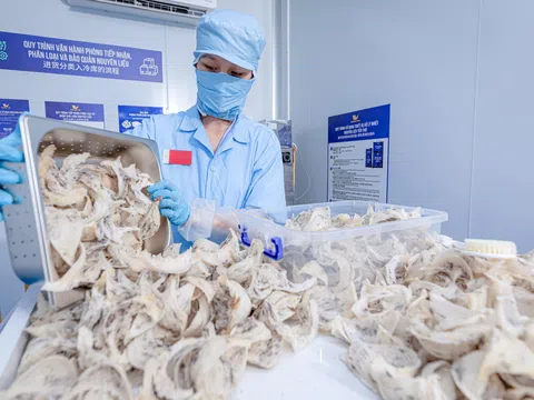 Tổ yến thô được xuất khẩu chính ngạch sang Trung Quốc, cơ hội bứt phá cho doanh nghiệp và người nuôi yến