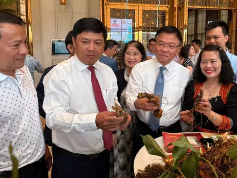 Khai thác tiềm năng 'thủ phủ sâm Ngọc Linh' khẳng định vị thế trung tâm công nghiệp dược liệu