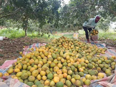 Quýt đặc sản rụng đầy vườn, nông dân Nghệ An thấp thỏm lo trắng tay