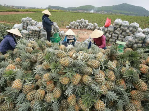 Dứa được mùa, giá tăng cao, nông dân Nghệ An phấn khởi vì bội thu