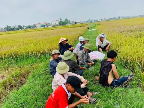 Lúa được mùa nhờ tuân thủ thời vụ, nông dân Nghệ An phấn khởi thu hoạch