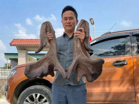 Thanh niên mỗi năm thu nhập hàng tỷ đồng nhờ nuôi nai cho cặp nhung “siêu khủng”