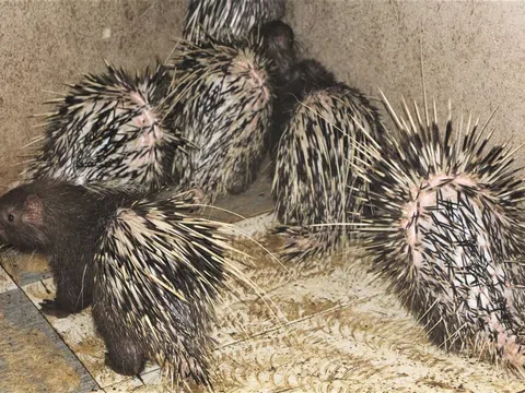 Lão nông thu nhập hàng trăm triệu đồng nhờ phát triển mô hình nuôi nhím