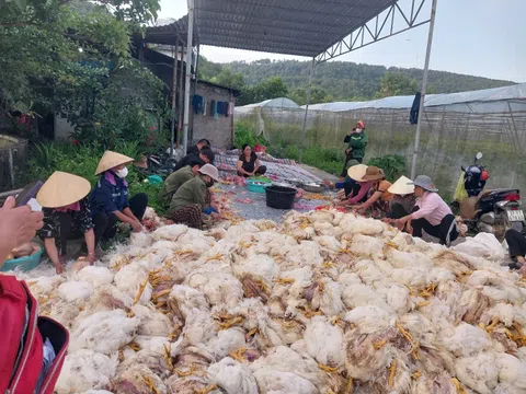 Sự cố chập điện khiến hơn 10.000 con gà chết, chủ trang trại trắng tay