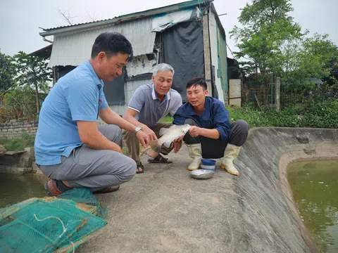 Làng ven biển khởi sắc nhờ nuôi cá vược