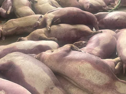 70 con lợn đến kỳ xuất chuồng bị điện giật chết, chủ trang trại lâm cảnh trắng tay, nhờ “giải cứu”