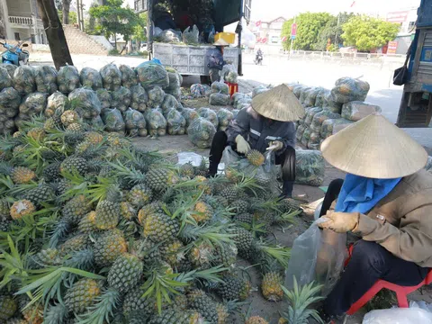 Chiến lược đưa ngành dứa Việt Nam vươn tới xuất khẩu tỷ USD