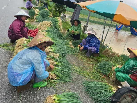 Mưa lớn gây ngập úng, nông dân Nghệ An vội thu hoạch rau màu