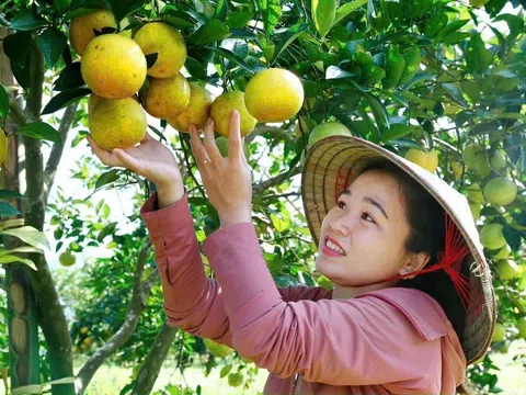 Bắc Trung Bộ nỗ lực phục hồi từ gốc vùng trồng cam, bưởi đặc sản