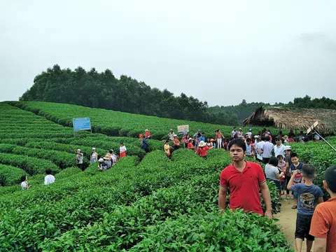Bắc Trung Bộ thúc đẩy chuyển đổi giống chè, hướng tới phát triển bền vững đến 2040