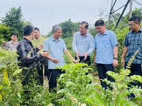 Tỉnh Nghệ An công nhận “Điểm tham quan, trải nghiệm du lịch nông nghiệp Dược liệu Pù Mát”