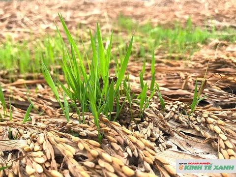 Lúa chưa thu hoạch đã nảy mầm xanh, nông dân xứ Nghệ lâm cảnh trắng tay vì mất mùa