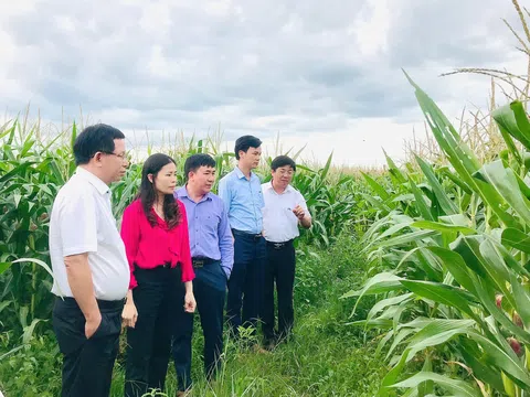 Tận dụng đất thiếu nước trồng ngô sinh khối nông dân Quảng Trị lãi 25 triệu đồng/ha