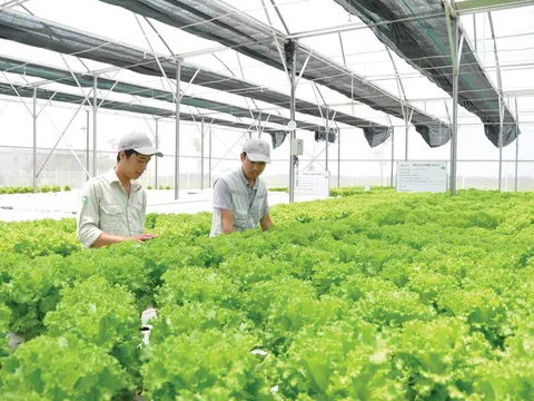 Quảng Trị: Hợp tác xã nông sản sạch Đông Triều áp dụng khoa học công nghệ vào sản xuất nông nghiệp