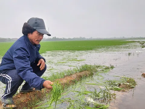 Quảng Trị: Gần 1.500 ha lúa vụ Đông Xuân ngập úng do mưa lớn