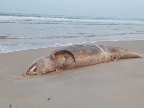 Xác cá voi dài 5m dạt vào bờ biển Quảng Trị