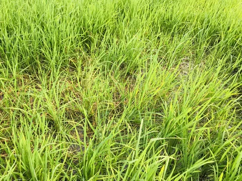 Quảng Trị: Hàng trăm ha lúa vụ Đông – Xuân bị hư hại do bệnh đạo ôn và chuột phá hoại