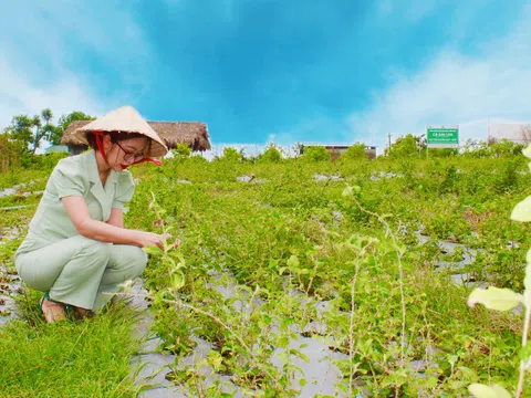 Quảng Trị: Huyện Cam Lộ nỗ lực phát triển thành trung tâm dược liệu