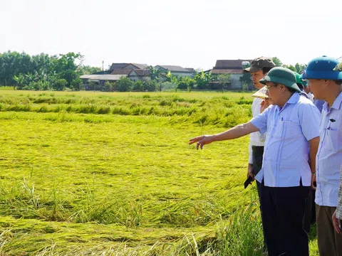 Hơn 3.000 ha lúa Đông - Xuân ở Quảng Trị ngã rạp do dông lốc, mưa đá