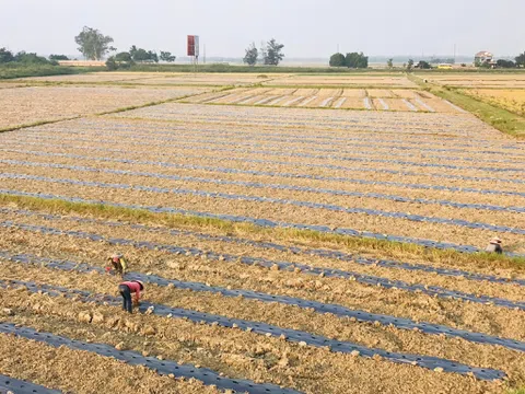Quảng Trị: Nhiều mô hình nông nghiệp mang lại hiệu quả kinh tế gấp 2 – 4 lần so với trồng lúa nước