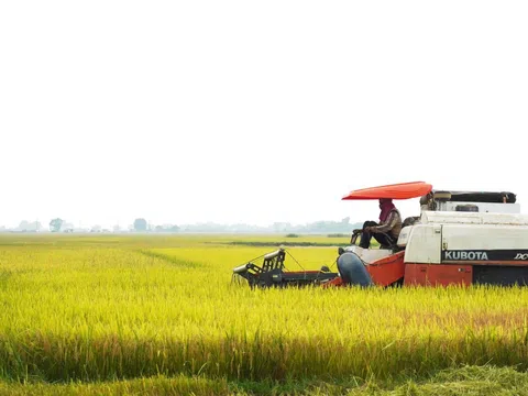 Quảng Trị: Sản lượng lúa vụ Đông - Xuân ước đạt trên 16 vạn tấn