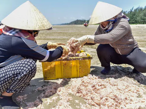 Thanh Hoá vào mùa ruốc, ngư dân thu tiền triệu mỗi ngày