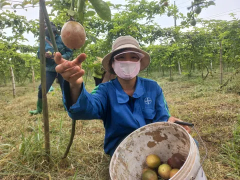 Chàng trai miền núi khiến đất cằn “nhả vàng”