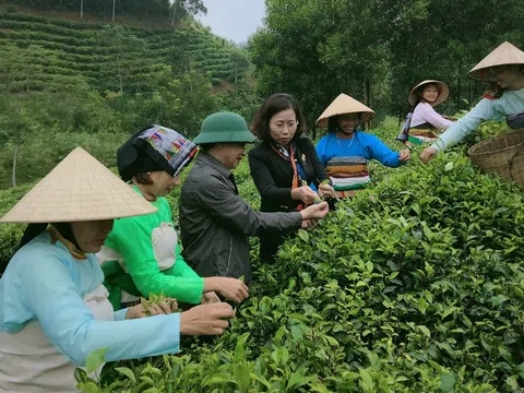 Thanh Hóa: Sản xuất chè theo hướng VietGap gắn với du lịch cộng đồng