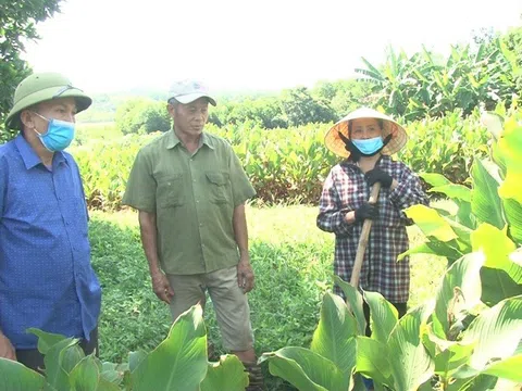 Hành trình đưa sợi miến dong Yên Lạc thành sản phẩm OCOP 3 sao