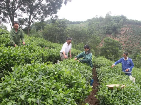 Phát huy vai trò kinh tế hợp tác xã trong chuyển dịch cơ cấu cây trồng, vật nuôi tại miền núi