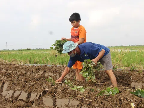 Đầu ra sản phẩm nông nghiệp: "Bức tường" cản trở nhà nông làm giàu