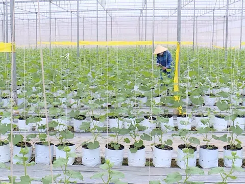 Tích tụ đất, phát triển nông nghiệp công nghệ cao tại Thanh Hóa