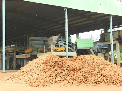 Doanh nghiệp chế biến tinh bột sắn thiếu hụt nguyên liệu