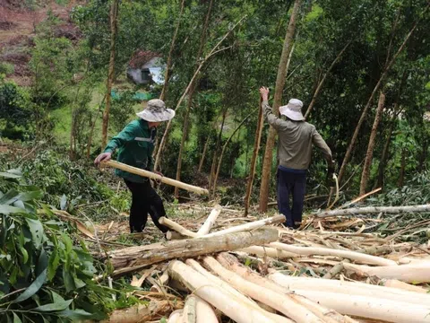 Bài 2: Để kinh tế rừng phát triển theo hướng hiện đại có tính cạnh tranh