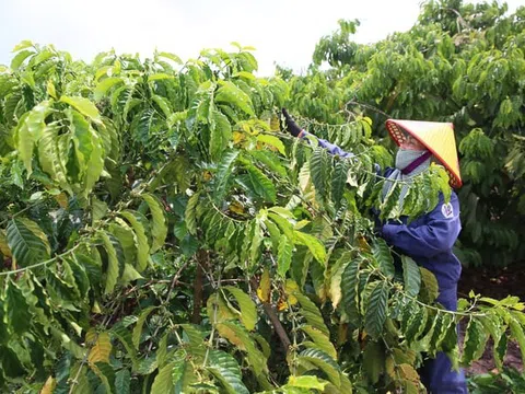 Cà phê tiếp tục rớt giá, nông dân “bốc hơi” gần 40.000 đồng/kg
