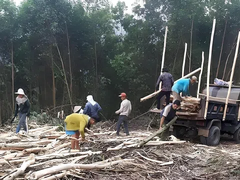 Nỗi lòng người trồng rừng xứ Thanh khi đầu ra gỗ nguyên liệu còn gian nan