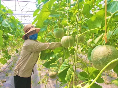 Thanh Hóa: Trái ngọt sau 5 năm “dồn đất” phát triển nông nghiệp