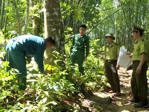 Thanh Hóa phát huy nguồn lực dịch vụ môi trường rừng gia tăng sinh kế người trồng rừng